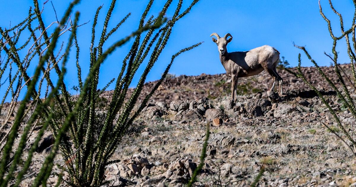 Rare sheep are U.S.-Mexico border crossers, but they're hitting a sharp new obstacle