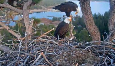 Ravens devour Jackie and Shadow's eggs, but more are possible this season