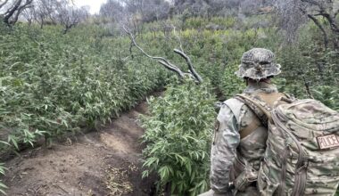 'Environmental time bomb': Illegal pot farms poison California forests