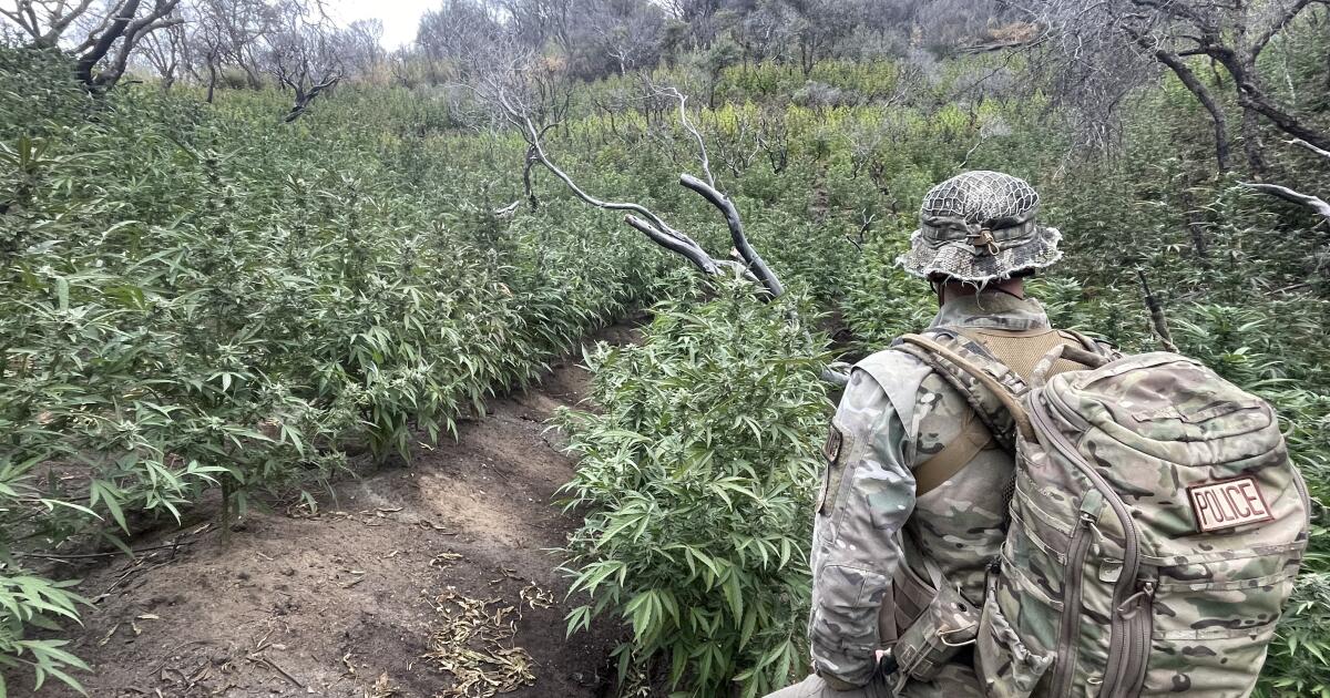 'Environmental time bomb': Illegal pot farms poison California forests