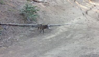 A wolf has come to Los Angeles County for the first time in more than a century