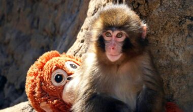 Punch: Baby monkey makes us laugh, cry, see ourselves in his struggle