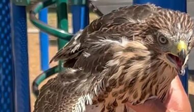 State-protected hawk given a joint, BuzzBall on video, officials say