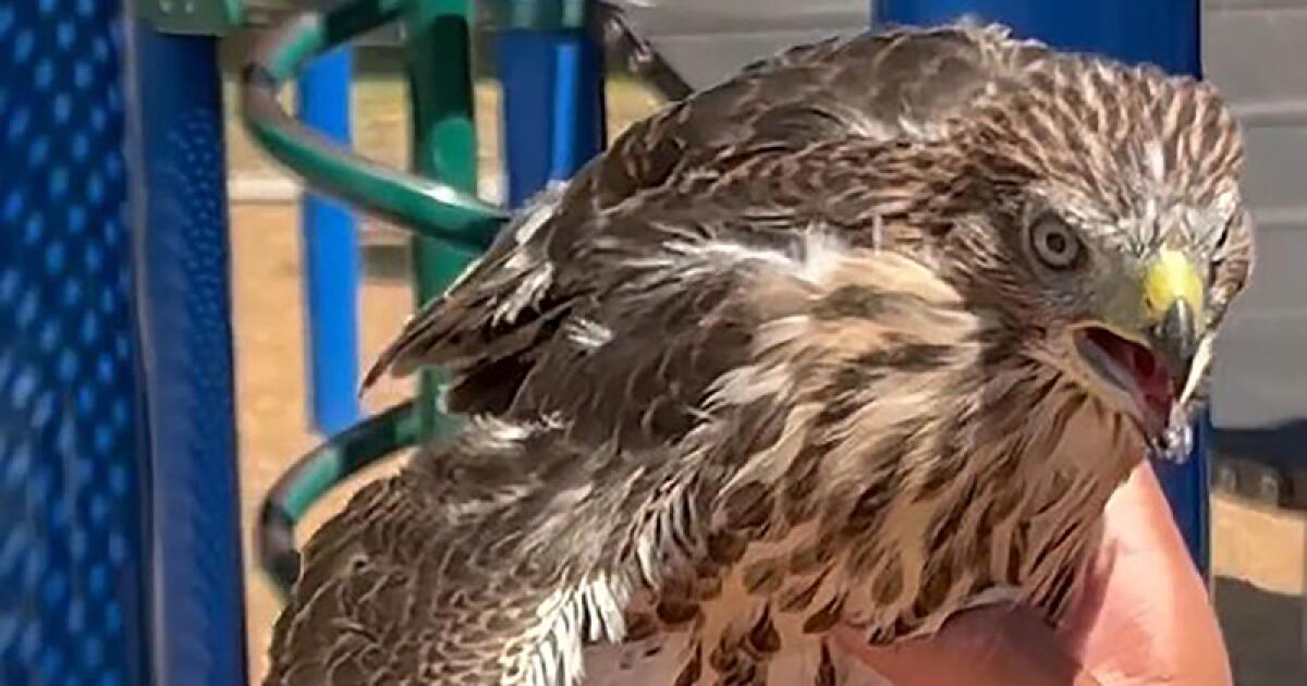 State-protected hawk given a joint, BuzzBall on video, officials say