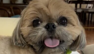 Mountain lion snatches dog just 'feet away' from his Glendale home