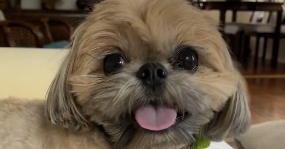 Mountain lion snatches dog just 'feet away' from his Glendale home