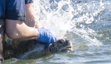 Three-flippered sea turtle returns to San Gabriel River after long recovery