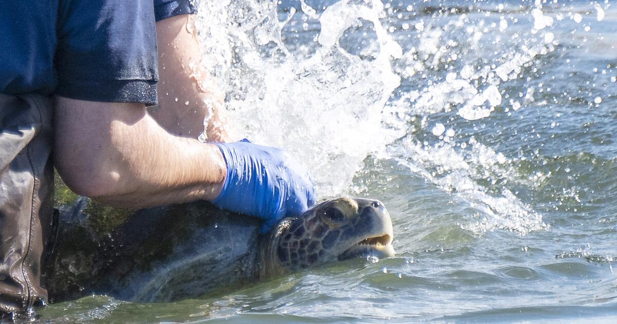 Three-flippered sea turtle returns to San Gabriel River after long recovery