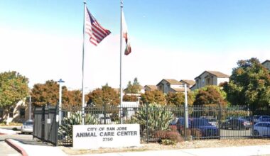 Viral post said a dog faced euthanasia at a California shelter. It was an AI hoax