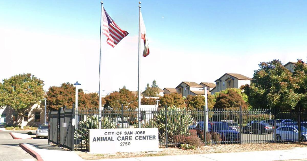 Viral post said a dog faced euthanasia at a California shelter. It was an AI hoax