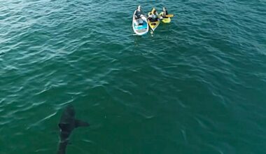 Shark attacks rose in 2025, and the only U.S. death was in California