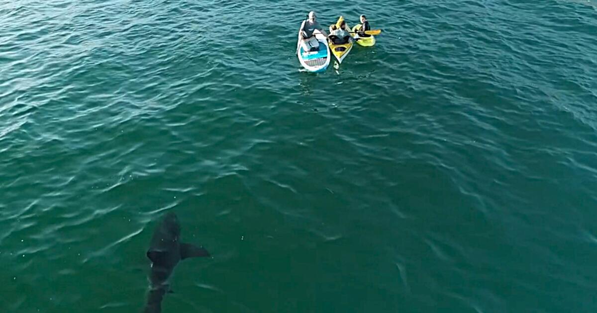 Shark attacks rose in 2025, and the only U.S. death was in California