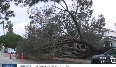Massive 30-foot pine tree falls, streets flood during Monday's storm