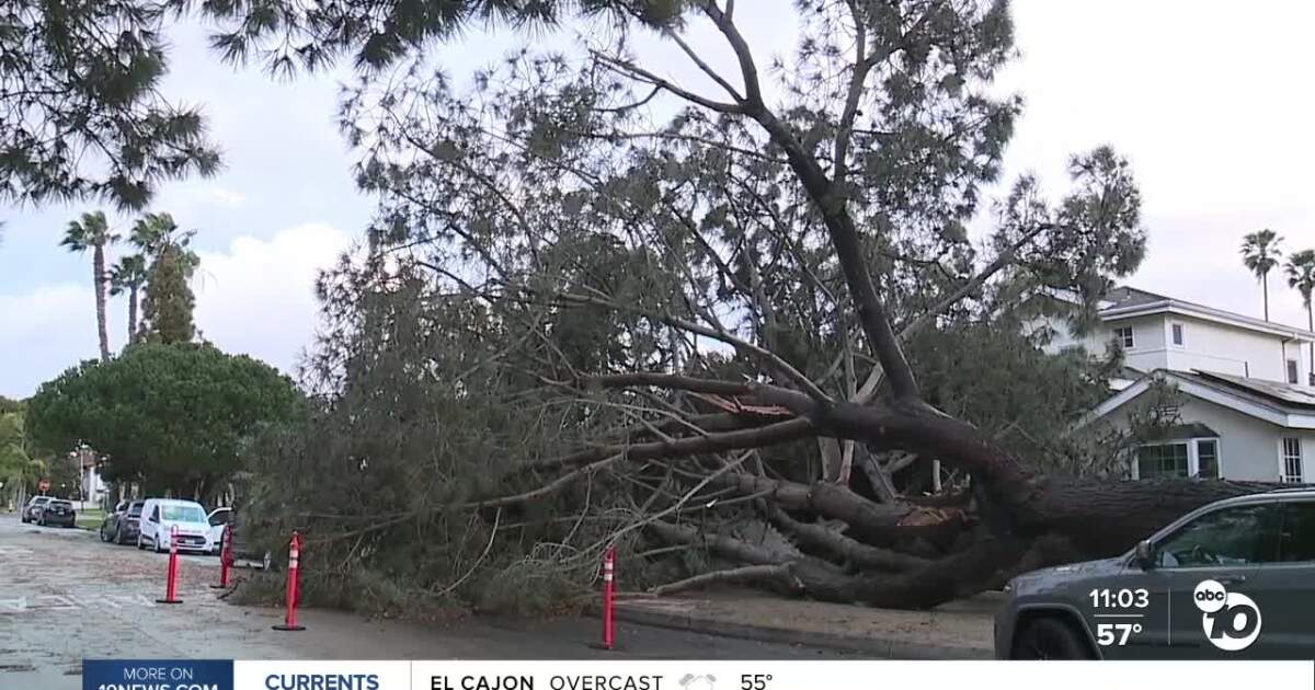 Massive 30-foot pine tree falls, streets flood during Monday's storm