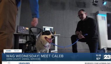 Meet Caleb from Kern County Animal Services