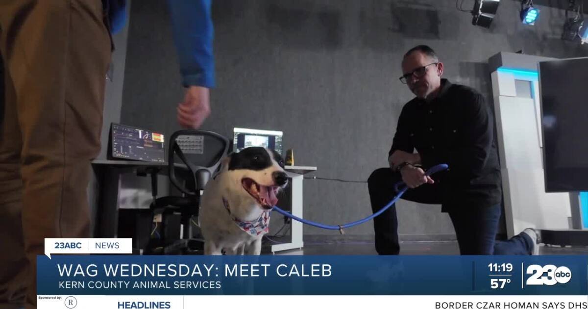 Meet Caleb from Kern County Animal Services