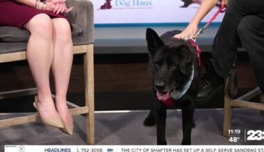 Meet Bridger from OceanRay Rescue