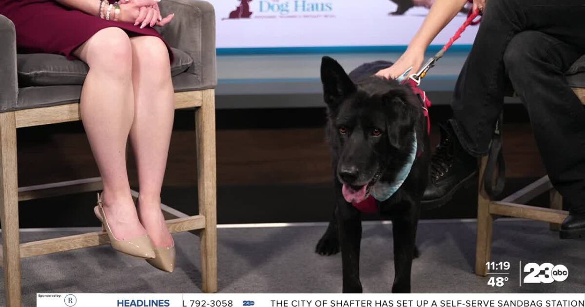 Meet Bridger from OceanRay Rescue