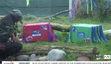CALM Zoo cats pick Seahawks to win big game