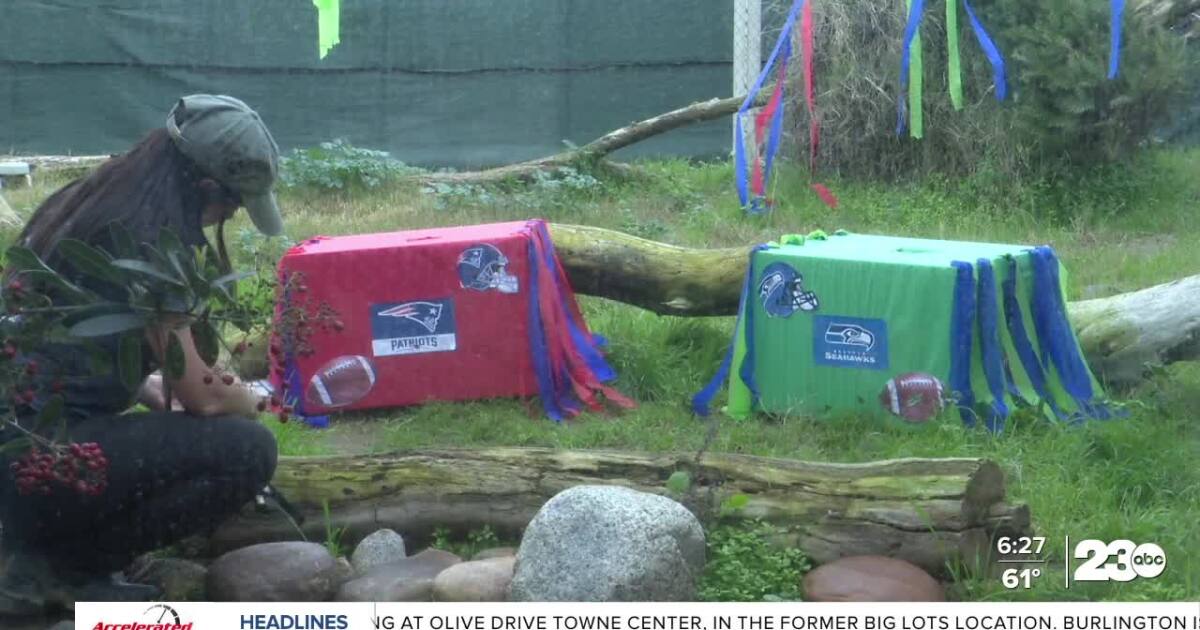 CALM Zoo cats pick Seahawks to win big game