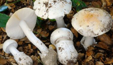 4 deaths reported due to toxic mushrooms found in California