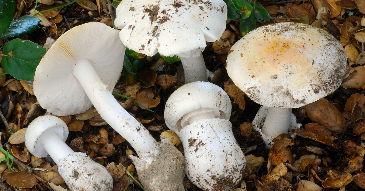 4 deaths reported due to toxic mushrooms found in California