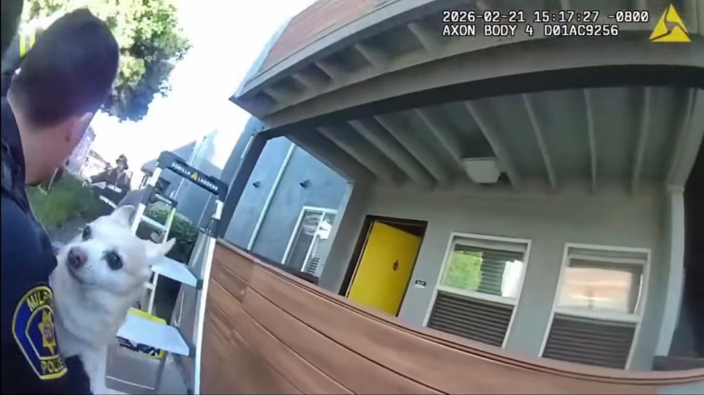 A police officer holds a small white dog.