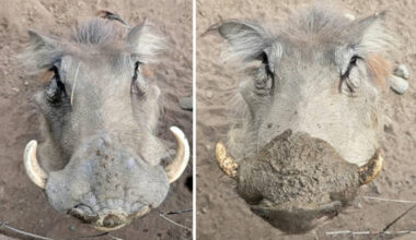 Honolulu Zoo welcomes 2 female warthogs from California