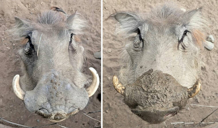 Honolulu Zoo welcomes 2 female warthogs from California