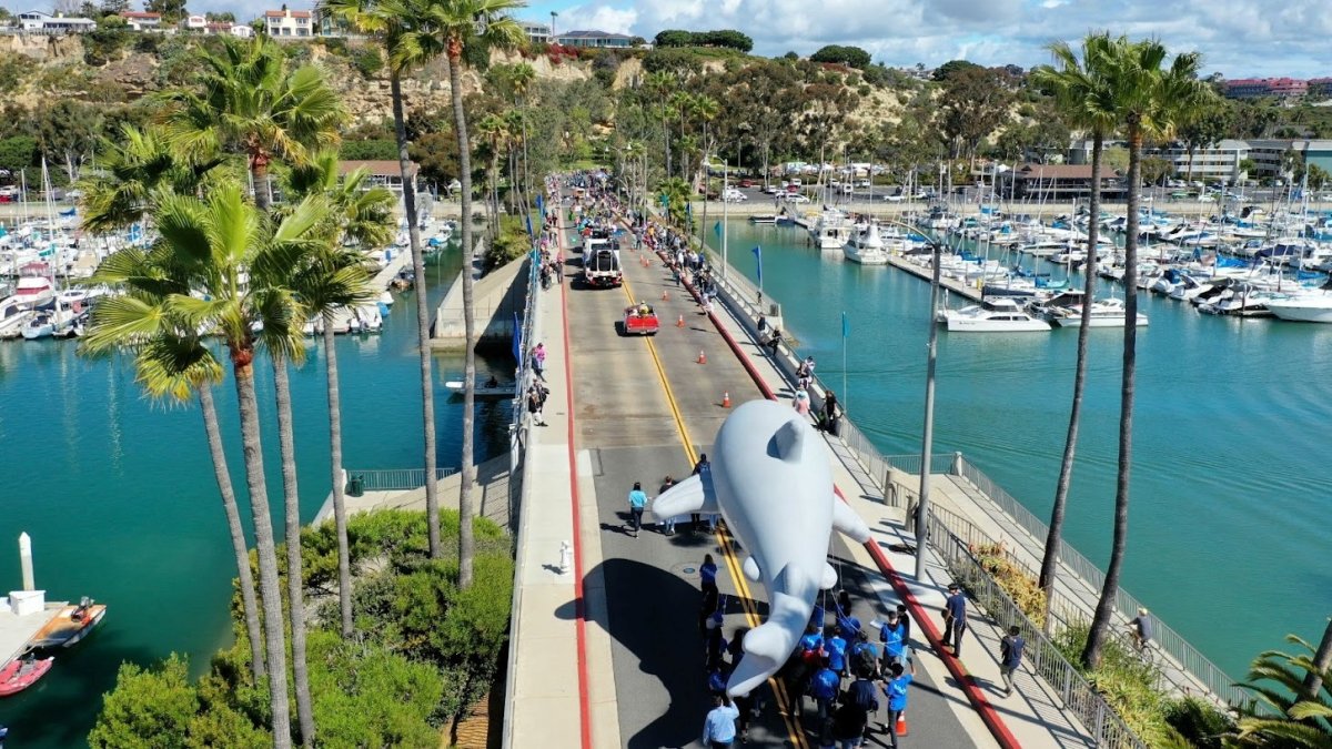 The whale-y fun ‘Magical Migration Parade’ returns to Dana Point after time off – NBC Los Angeles