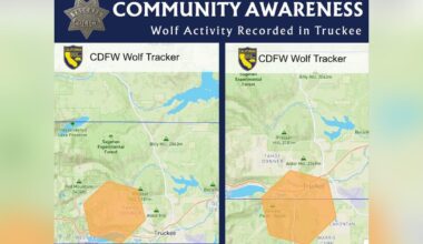 Wolf activity recorded in Truckee area, California tracking data show