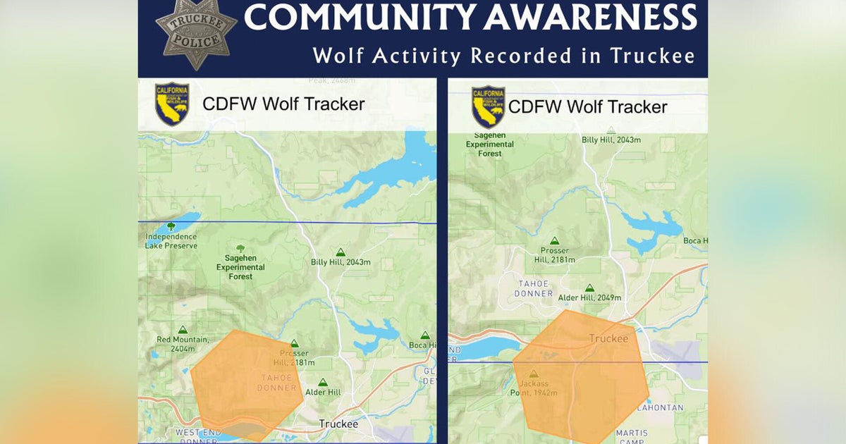 Wolf activity recorded in Truckee area, California tracking data show