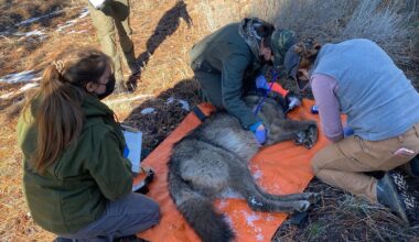 California wildlife officials capture 5 gray wolves, give them satellite tracking collars