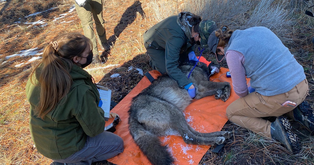 California wildlife officials capture 5 gray wolves, give them satellite tracking collars