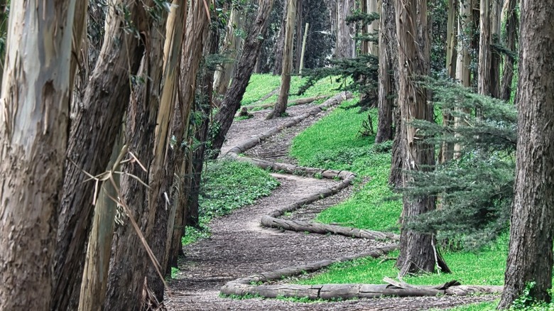 Wood Line sculpture in San Francisco, California
