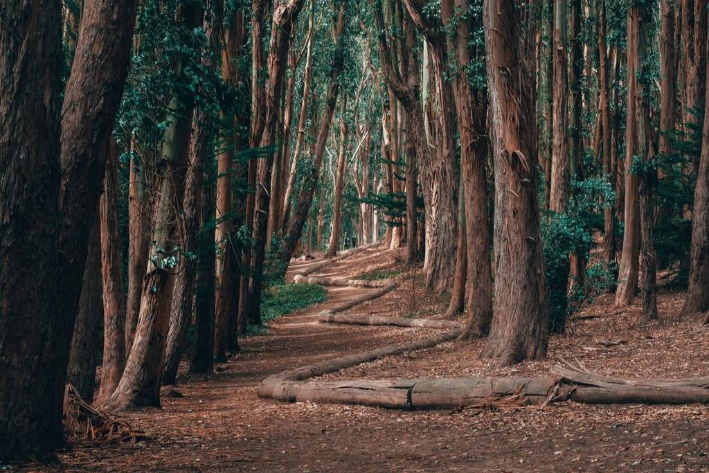Andy Goldsworthy's Woodline at the Presidio