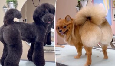 San Diego groomer giving dogs Brazilains BLs for rich owners