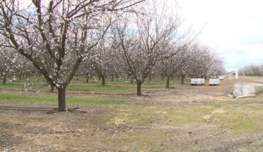 California almond farmers prepping for rain during critical blooming weeks