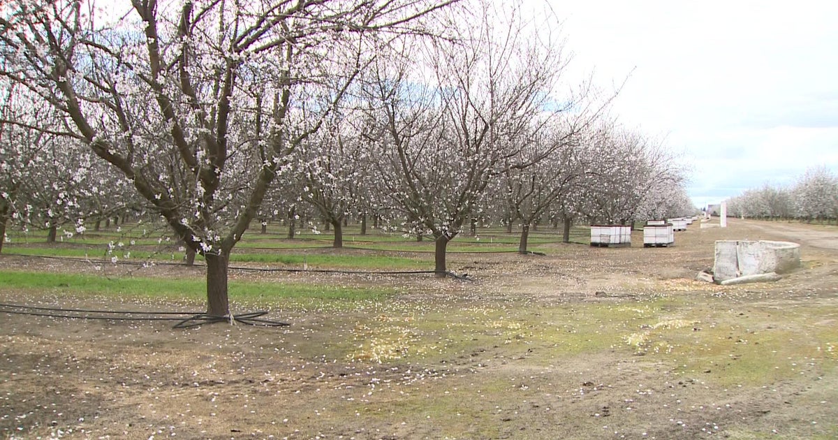 California almond farmers prepping for rain during critical blooming weeks
