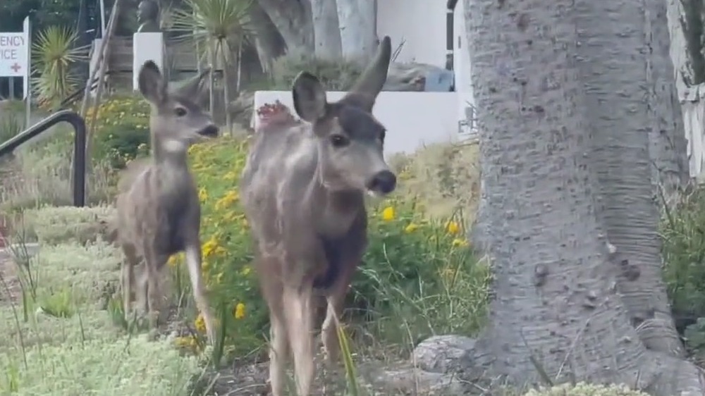 Catalina Island cancels deer-shooting plan