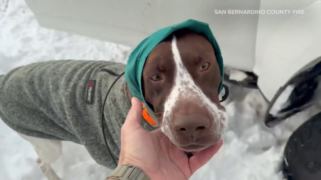 Mud, the dog, wearing a green hood and gray sweater, being petted in the snow.