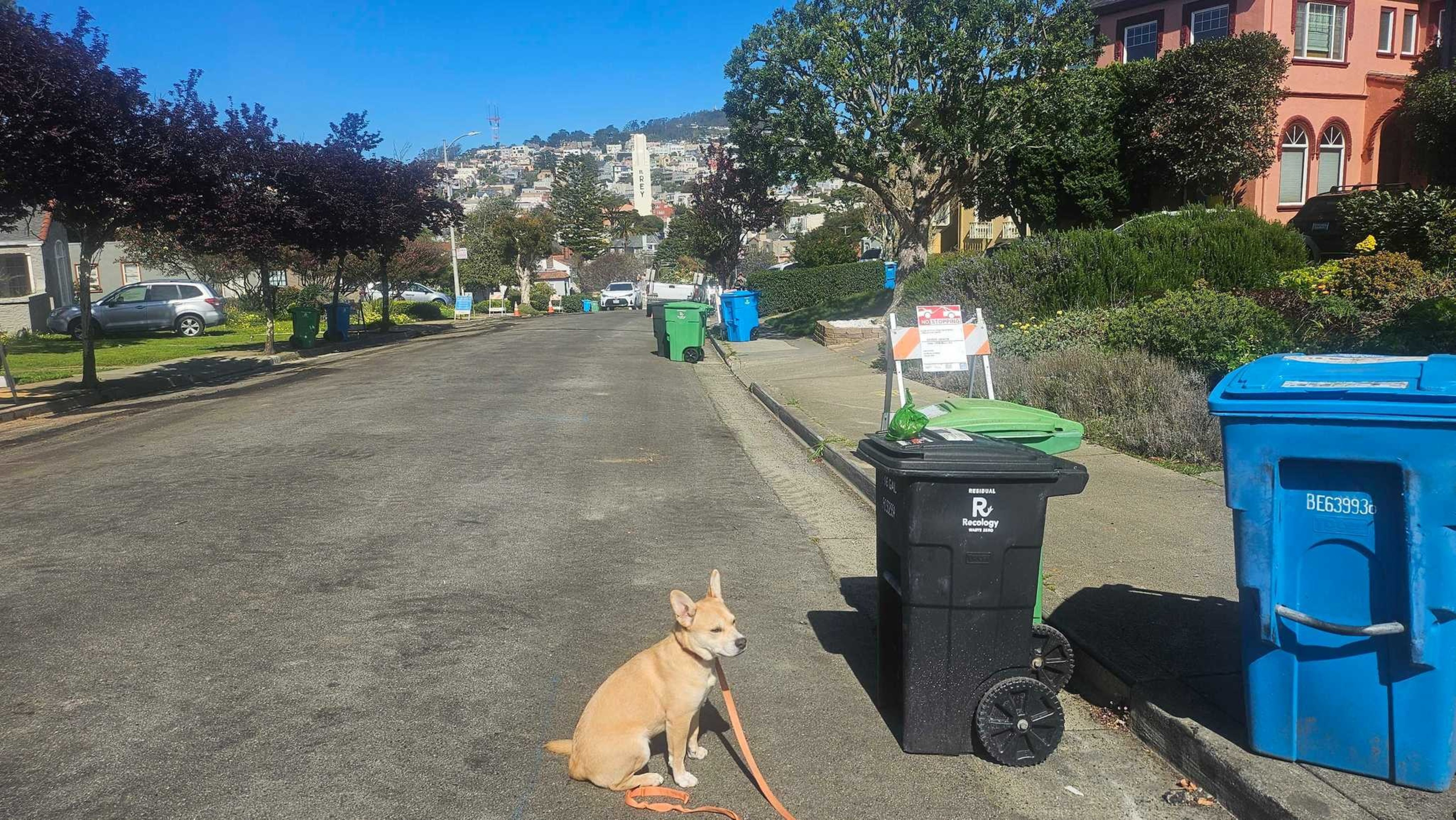 A small tan dog with a light-colored chest sits on the street beside a trash bin, with its orange leash loosely on the ground in a sunny neighborhood.