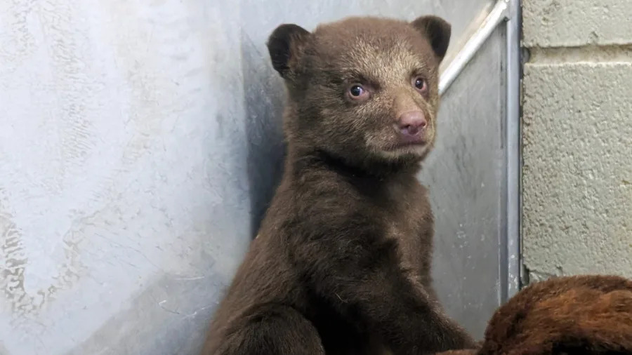 Bear cubs at wildlife facility in SoCal
