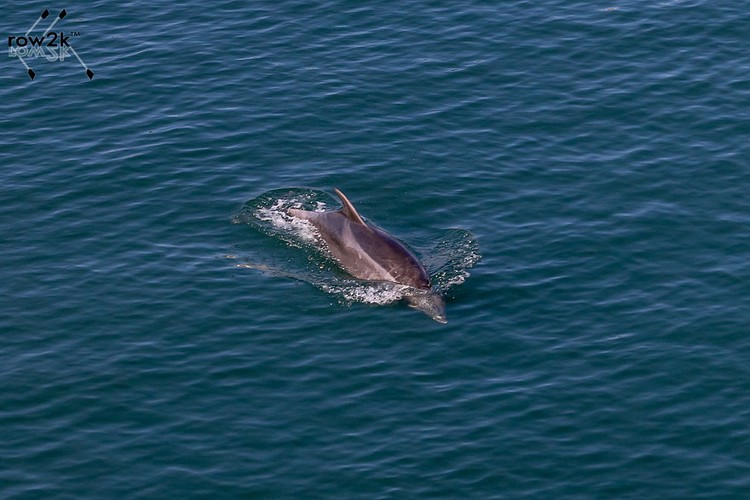 Dolphin going under the bridge toward the ocean