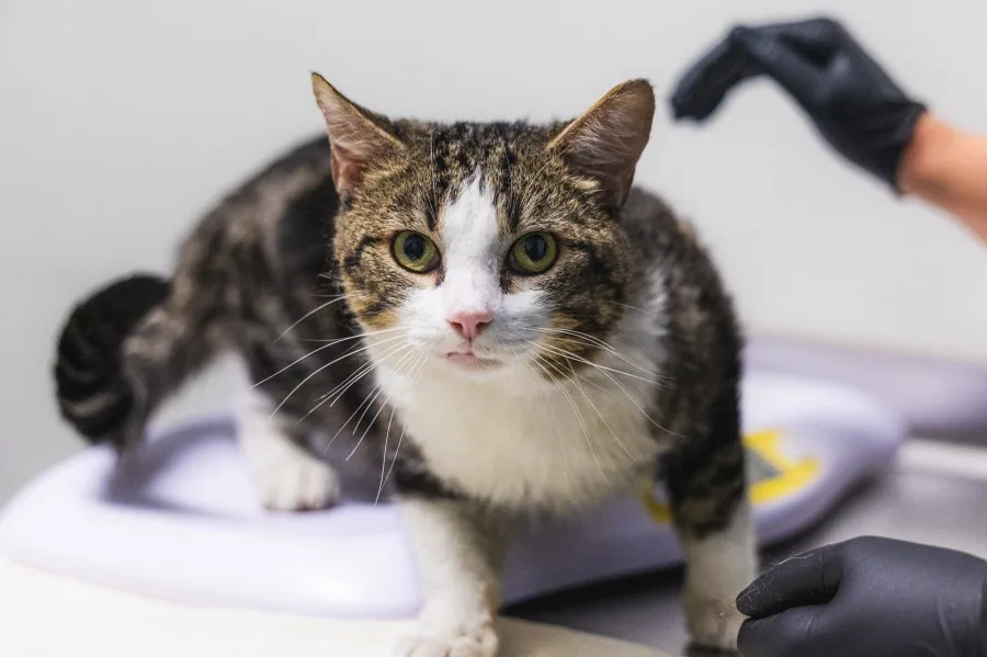 SDHS rescued 34 cats and kittens from a Northern California animal shelter on Wednesday. (San Diego Humane Society)