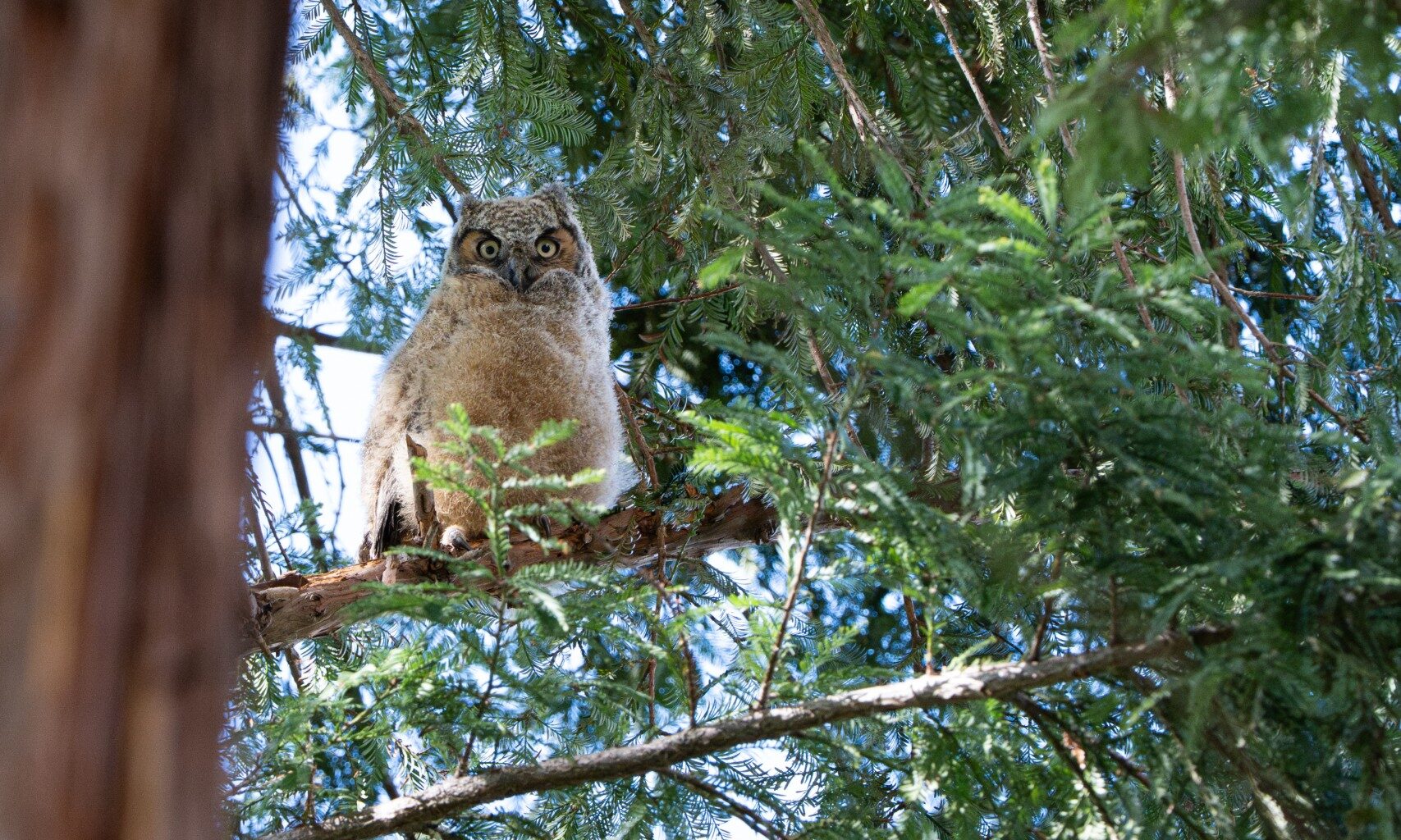 Great horned owlet makes Sac State debut. Experts say owls are common in Sacramento