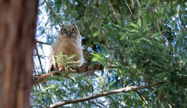 Great horned owlet makes Sac State debut. Experts say owls are common in Sacramento