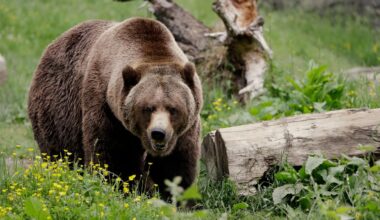 Could grizzly bears make a return to California after a century-long absence?