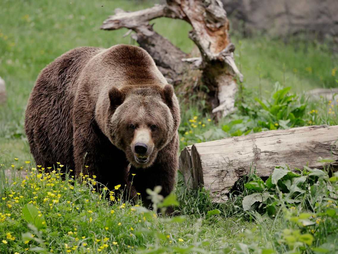 Could grizzly bears make a return to California after a century-long absence?
