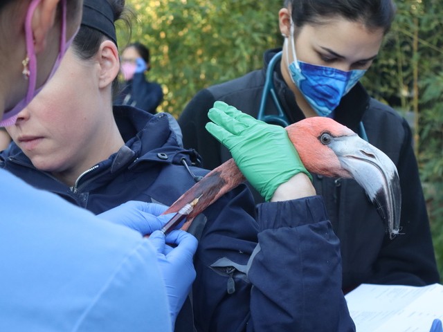 Sacramento Zoo rounds up flamingos for annual checkup